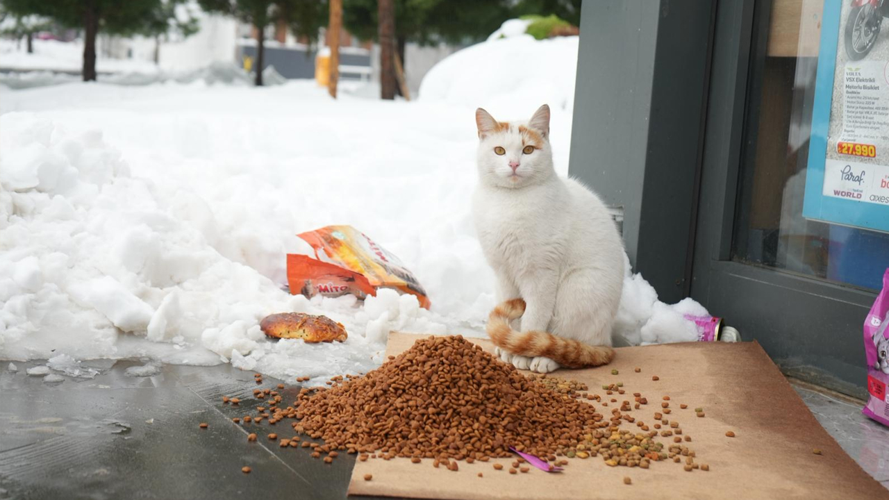 Diyarbakır'da Sokak Hayvanları Yem Ve Mama1