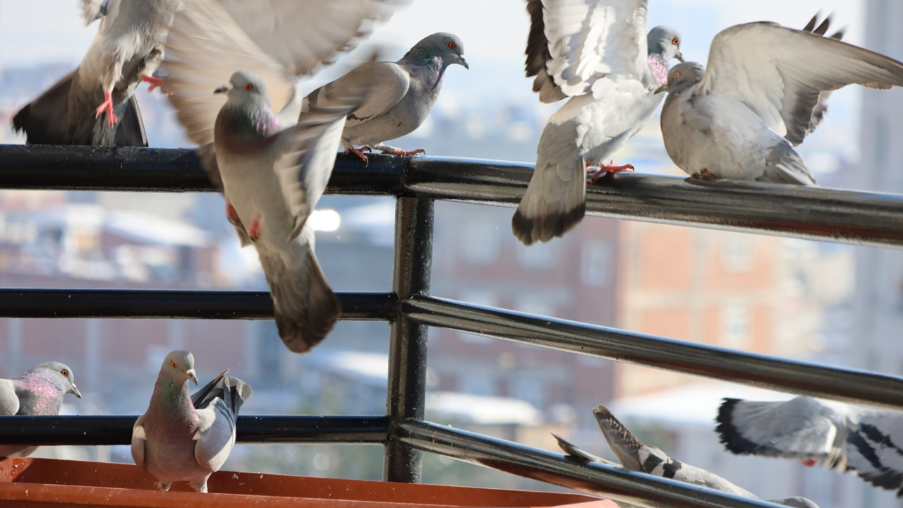 Diyarbakır’da Vatandaşlardan Kuşlara Duyarlılık Örneği1