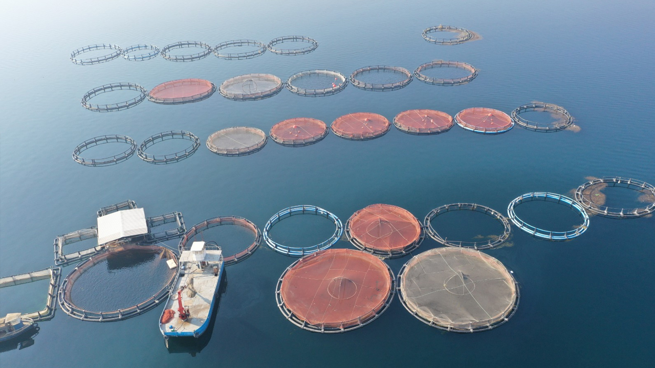 Fırat Somonu, Avrupa Ve Japonya Ve Çin Yolunda!1