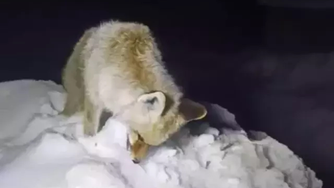 Hakkari’de Tilki Ayakta Dondu1