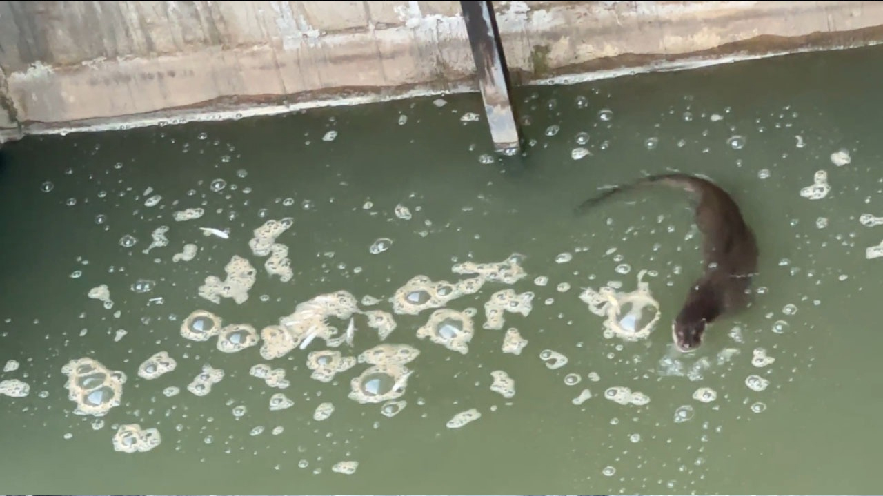 Şırnak’ta Nesli Tükenmekte Olan Su Samuru Görüldü