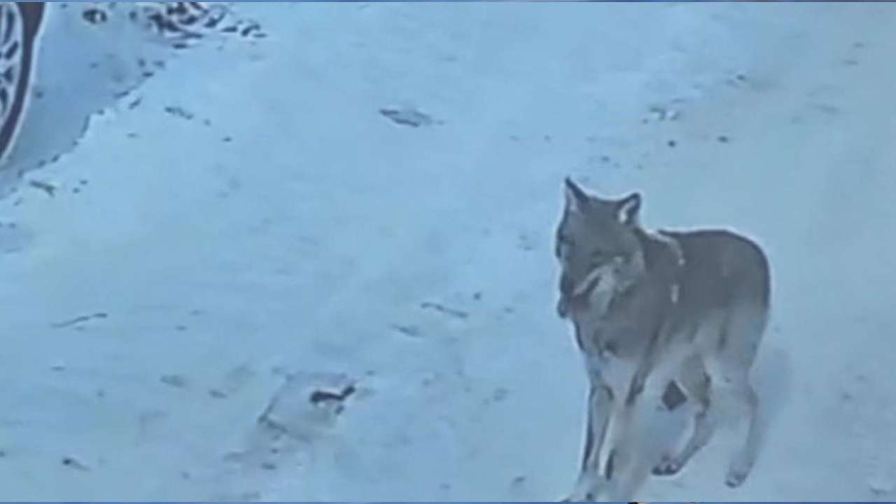 Tatvan’da Gündüz Vakti Kurt Merkeze Indi1