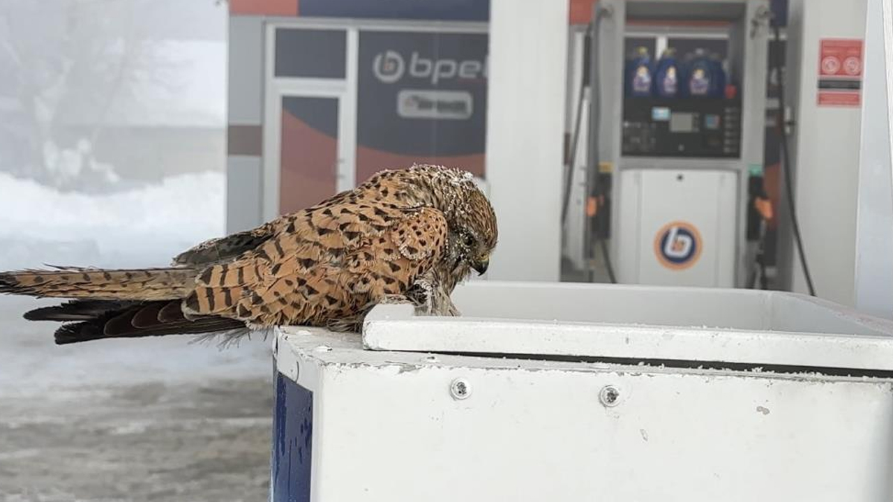 Yüksekova'da ‘Kerkenez Kuşu’ Konduğu Yerde Dondu1