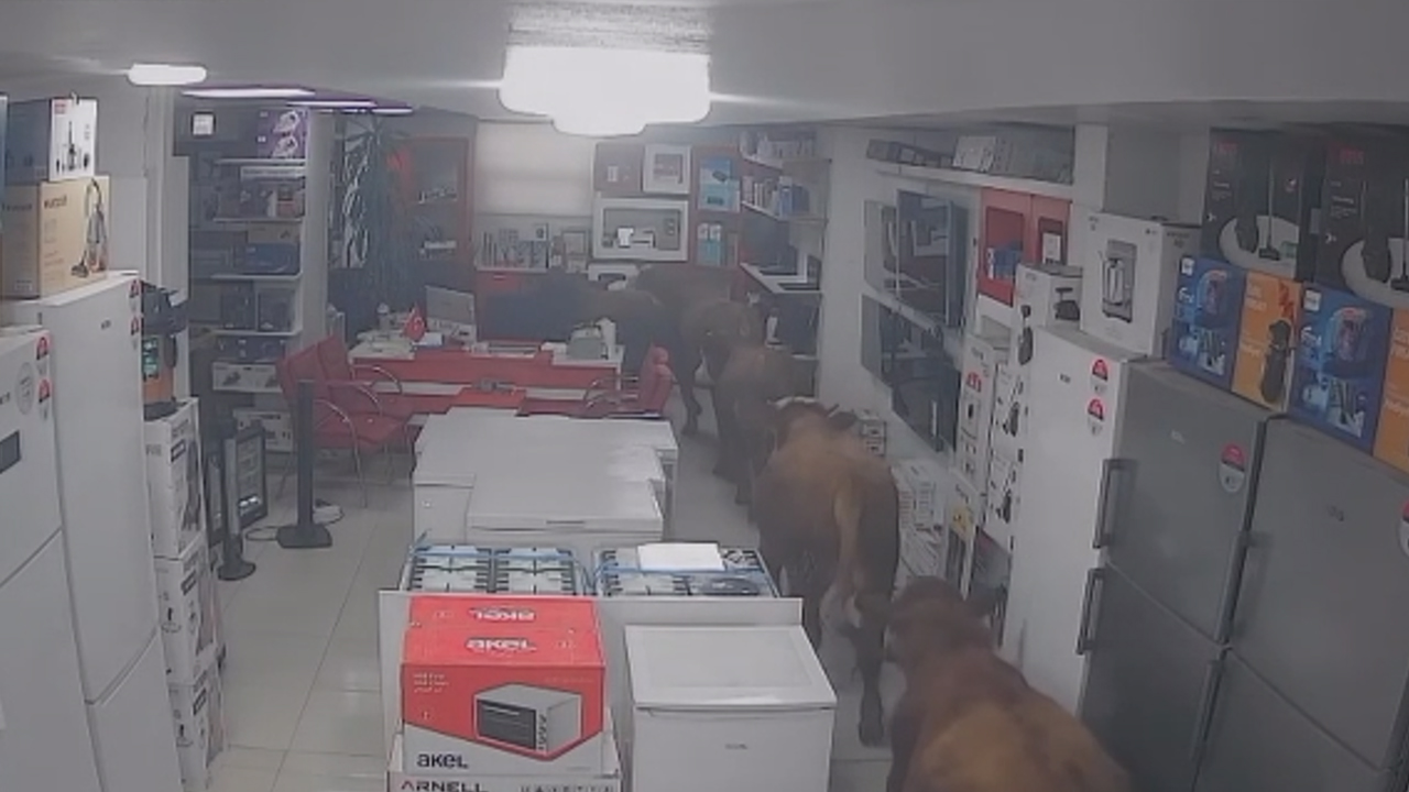 Batman'da Inekler, Işyerini Bastı1