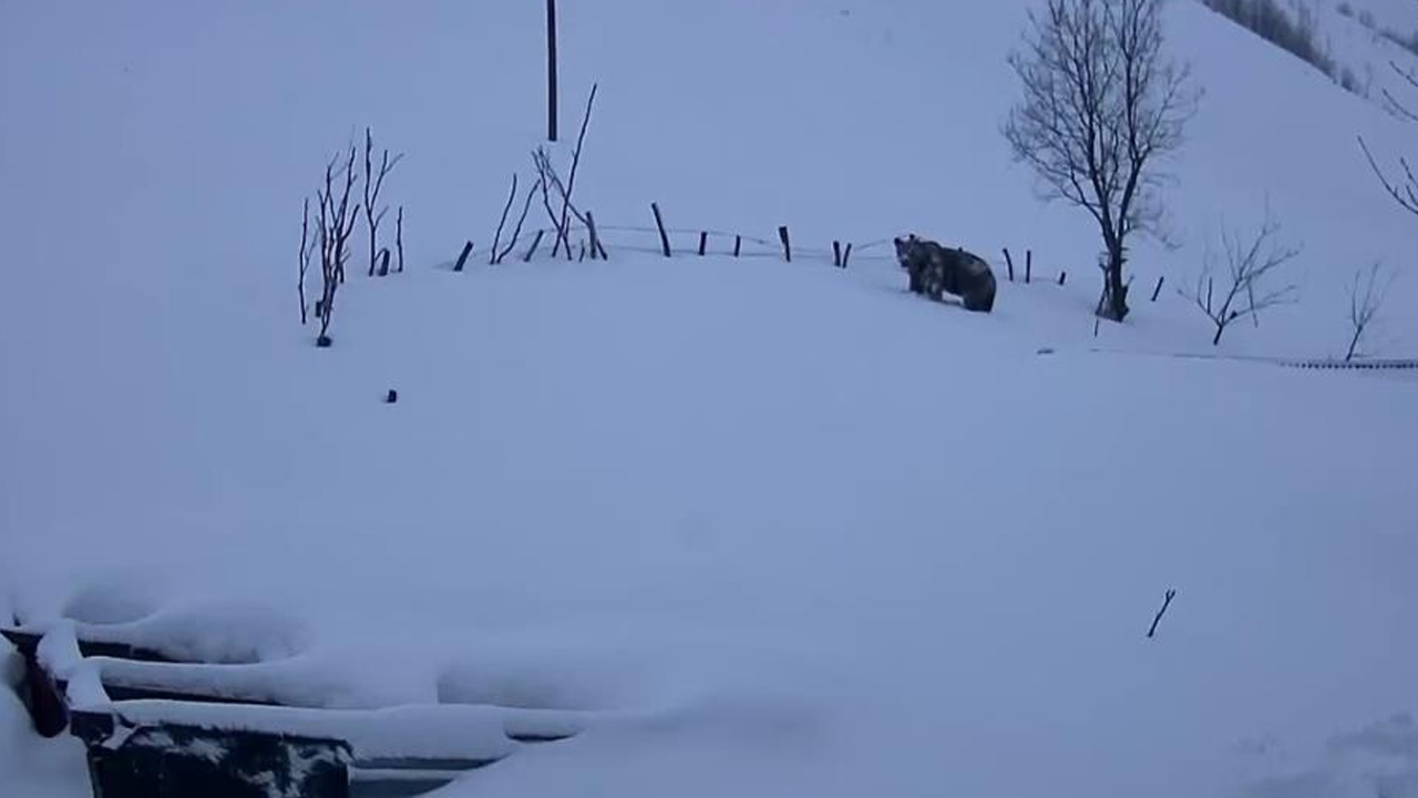 Davetsiz Misafir Ayı Evleri Mesken Tuttu