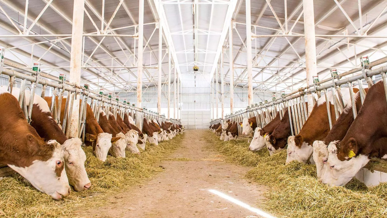 Diyarbakır’da Hayvancılık Alar5M Veriyor