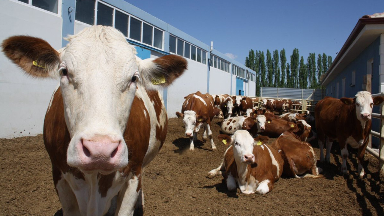 Diyarbakır’da Hayvancılık Alarm Veriyor2