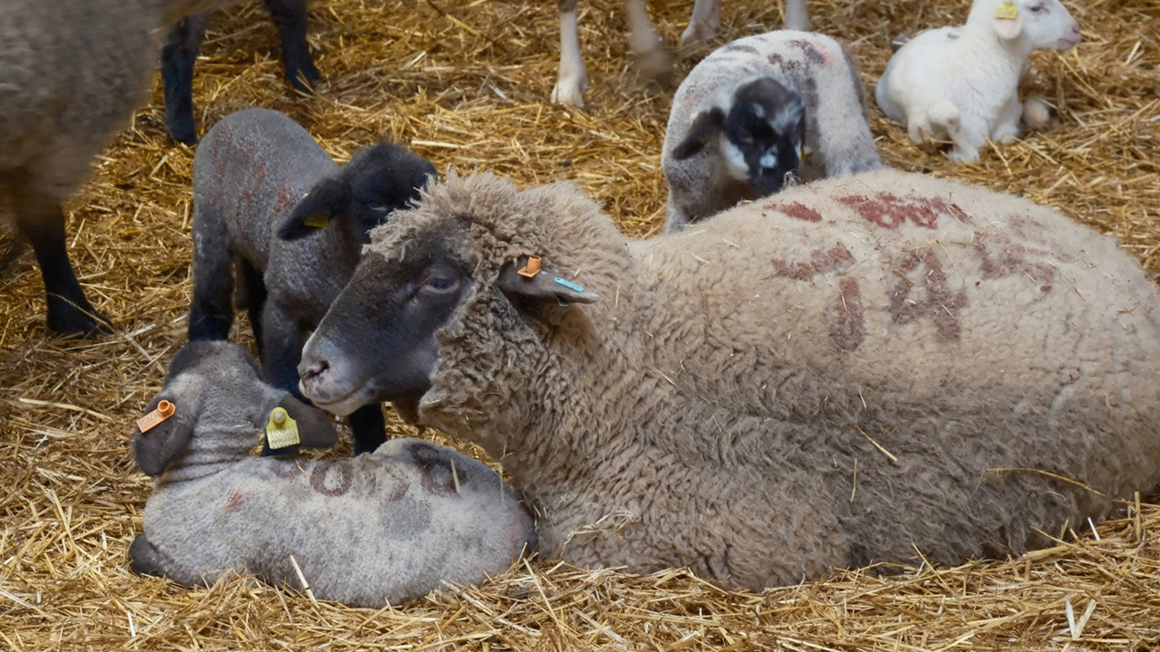 Diyarbakır’da Hayvancılık Alarm Veriyor4