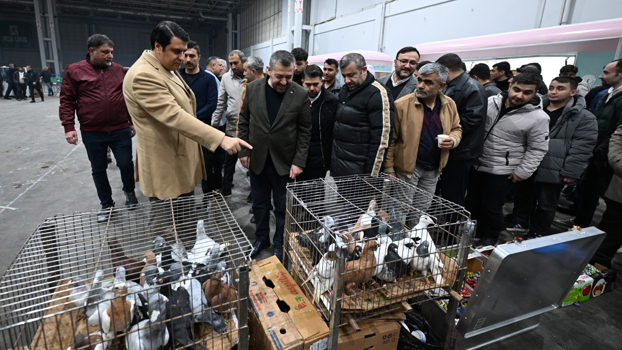 Türkiye Güvercin Güzellik Yarışması2