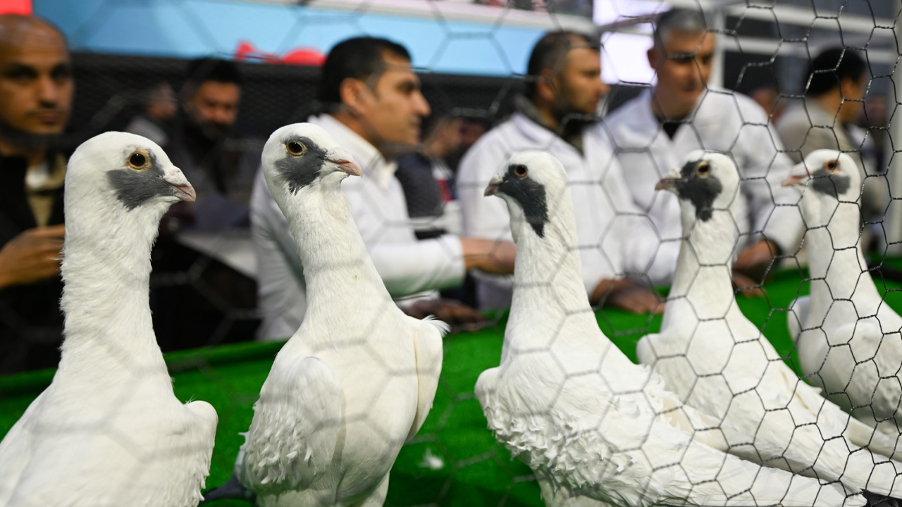 Türkiye Güvercin Güzellik Yarışması3