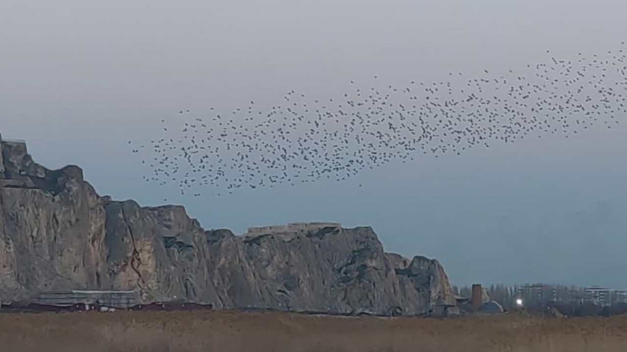 Van Kalesi'nde Sığırcık Şöleni1