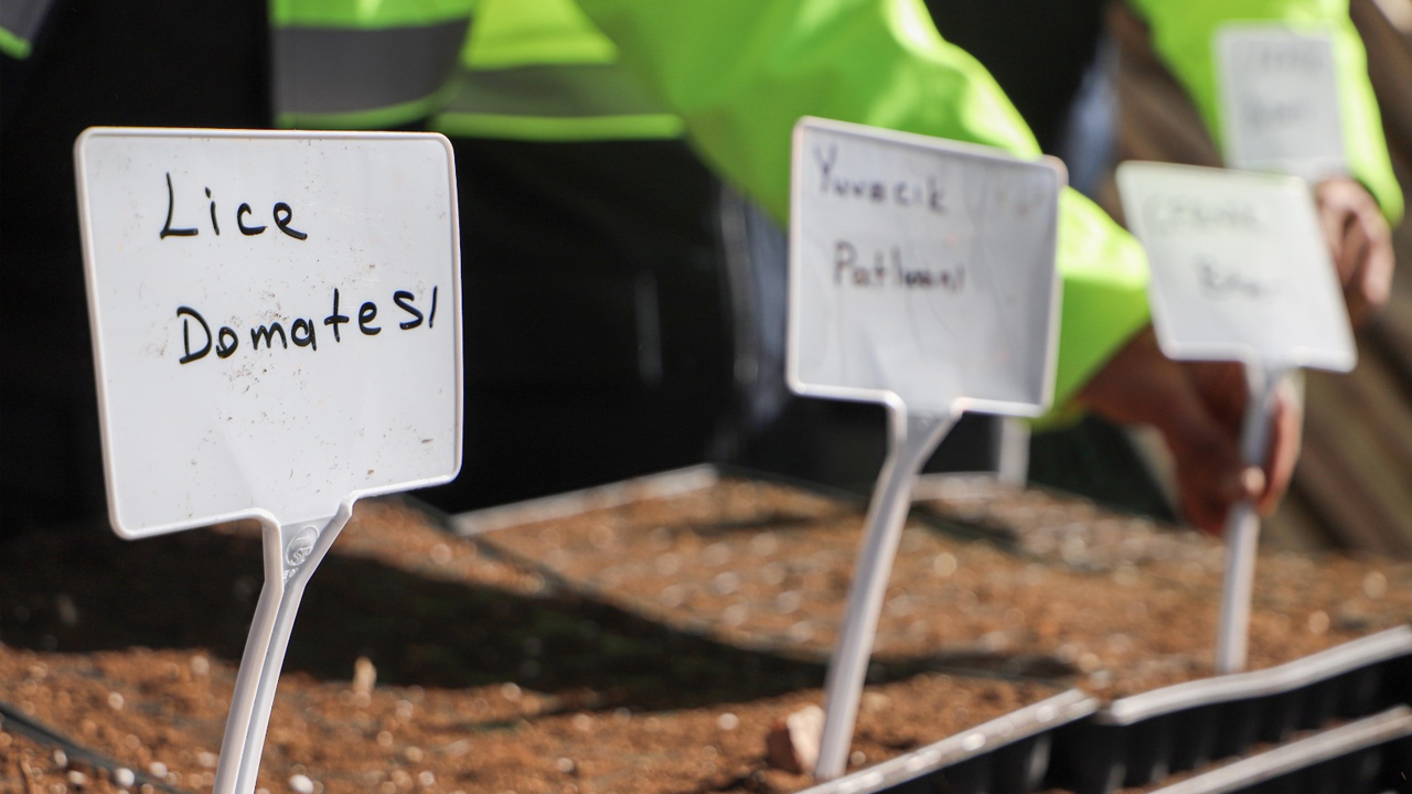 Yerel Tohum Desteği; Oprakla Buluştu, Çiftçiye 300 Bin Fide