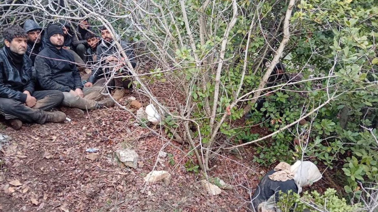 Zeytinlik Alanda 30 Göçmen Yakalandı