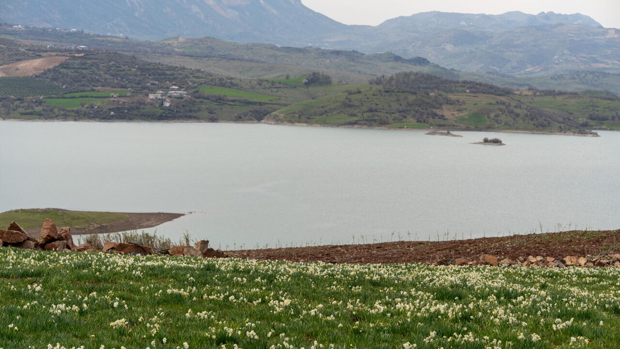‘Baharın Habercisi’ Nergis Çiçekleri Açtı1