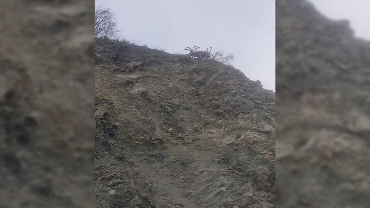 Diyarbakır Kırsalında Dağ Keçileri Sürüsü2