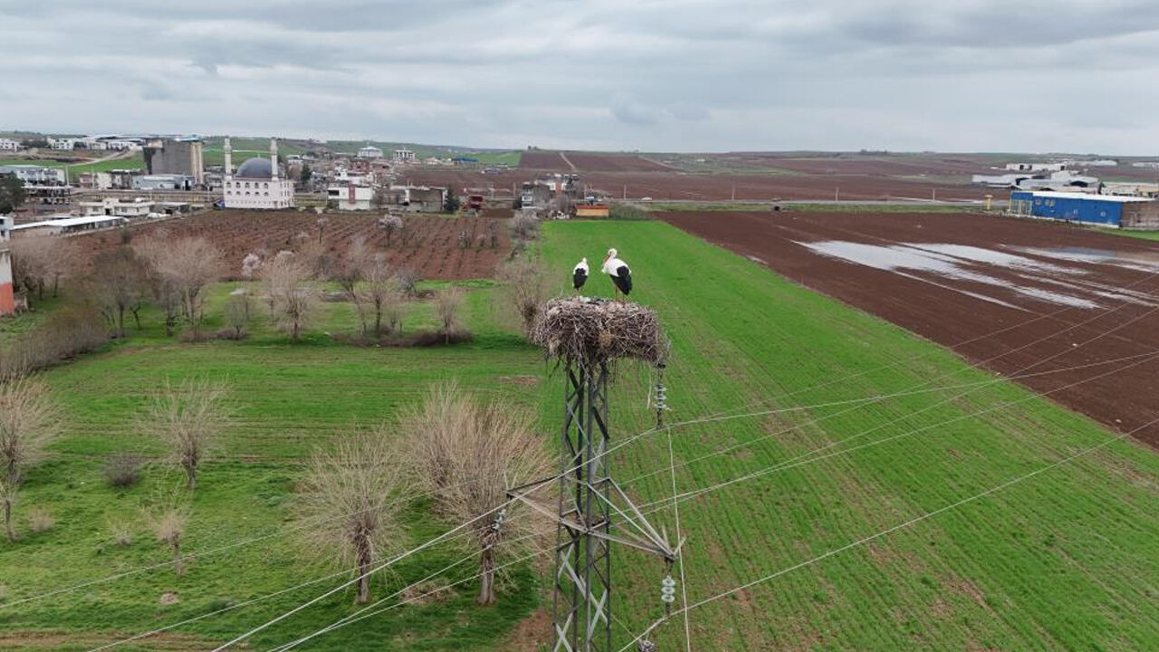 Diyarbakır Leyleklere Ev Sahipliği Yapıyor1