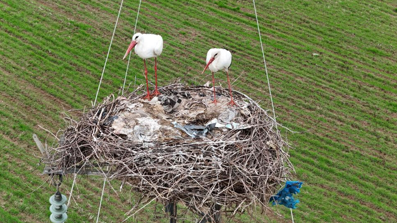 Diyarbakır Leyleklere Ev Sahipliği Yapıyor2