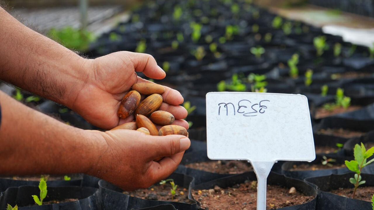 Diyarbakır Meşelenecek1