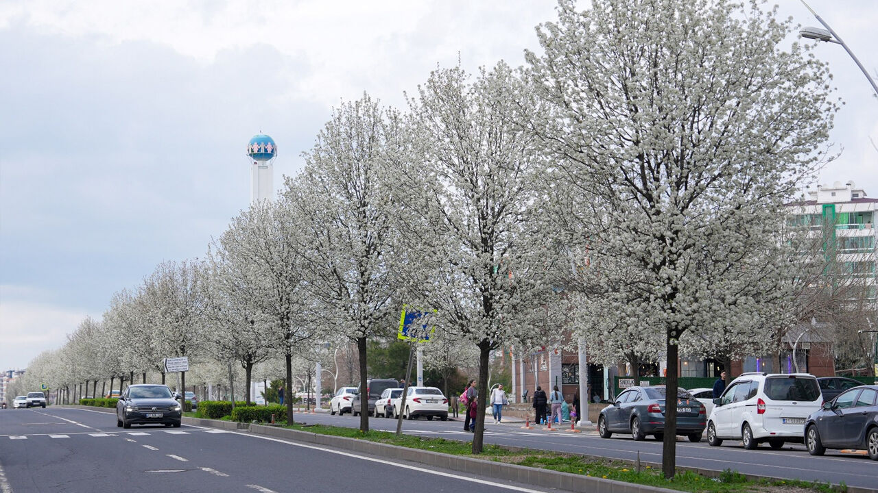 Diyarbakır’da Bulvarlara Süs Armudu