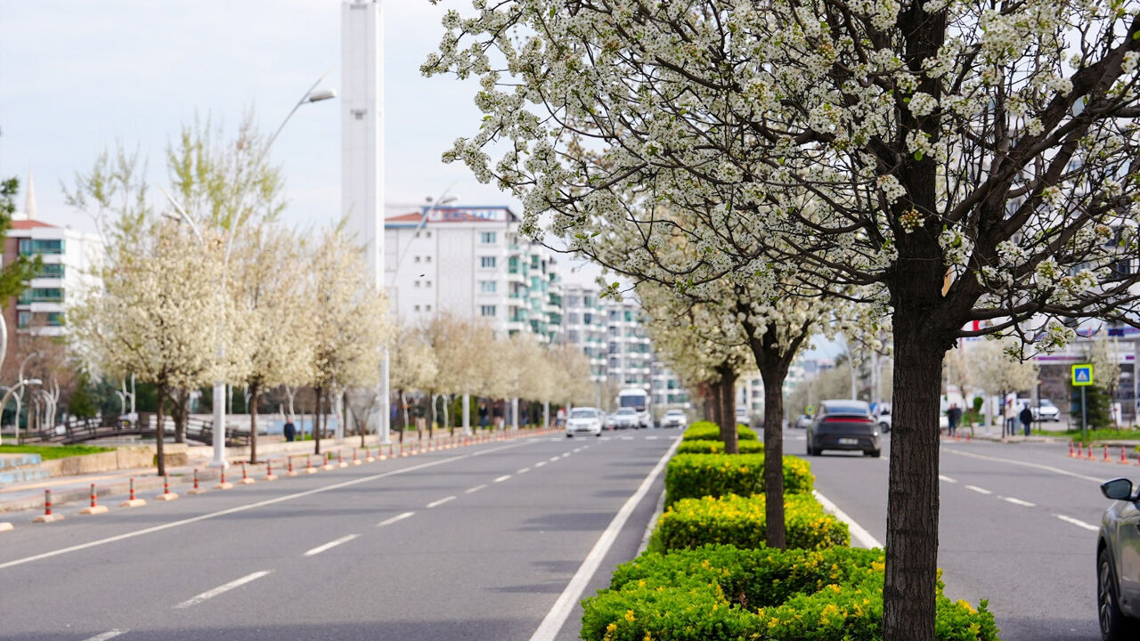 Diyarbakır’da Bulvarlara Süs Armudu1