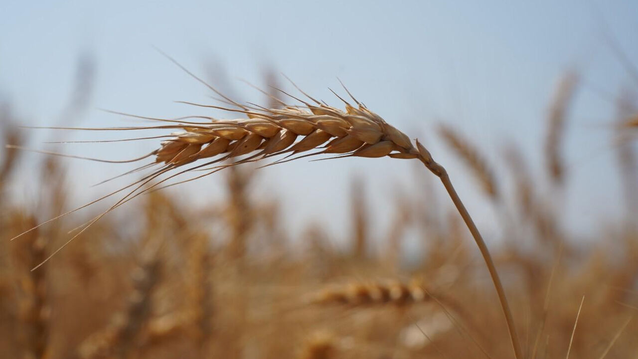 Diyarbakır’da Çiftçilerden Gübre Zammına Tepki1
