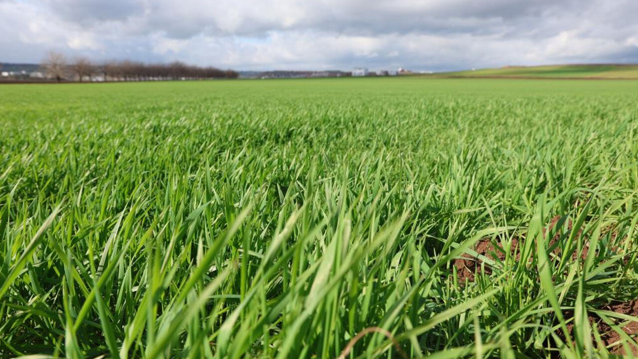 Diyarbakır'da Rekoltede Yüzde 50 Artış Bekleniyor1