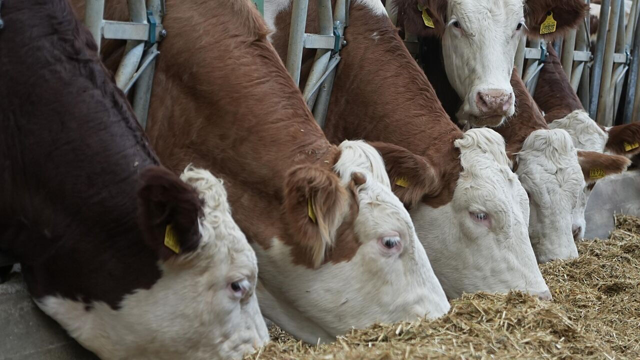 Diyarbakırlı Besiciler, Ithal Hayvan Kotasına Tepkili2