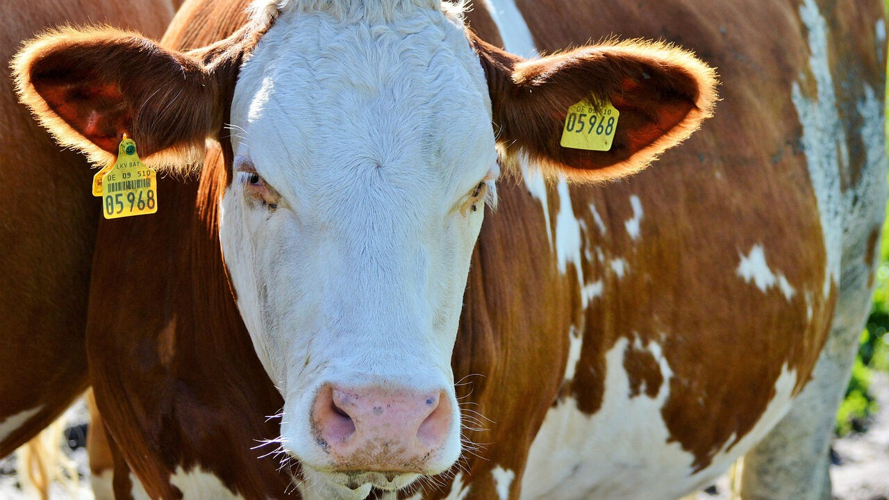 Diyarbakırlı Besiciler, Ithal Hayvan Kotasına Tepkili3