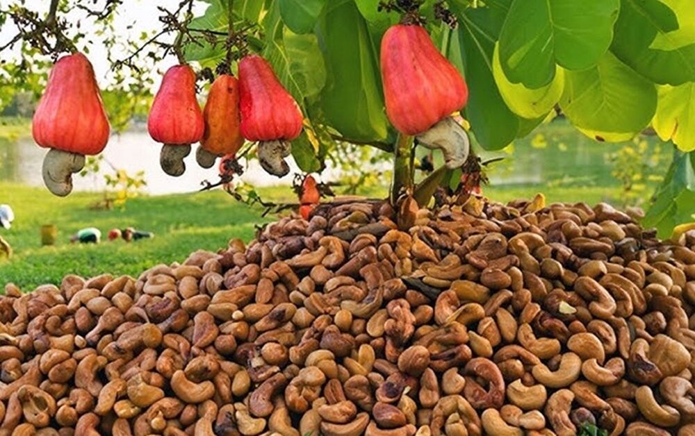 K O Y L U L E R E S A L D İ R İ