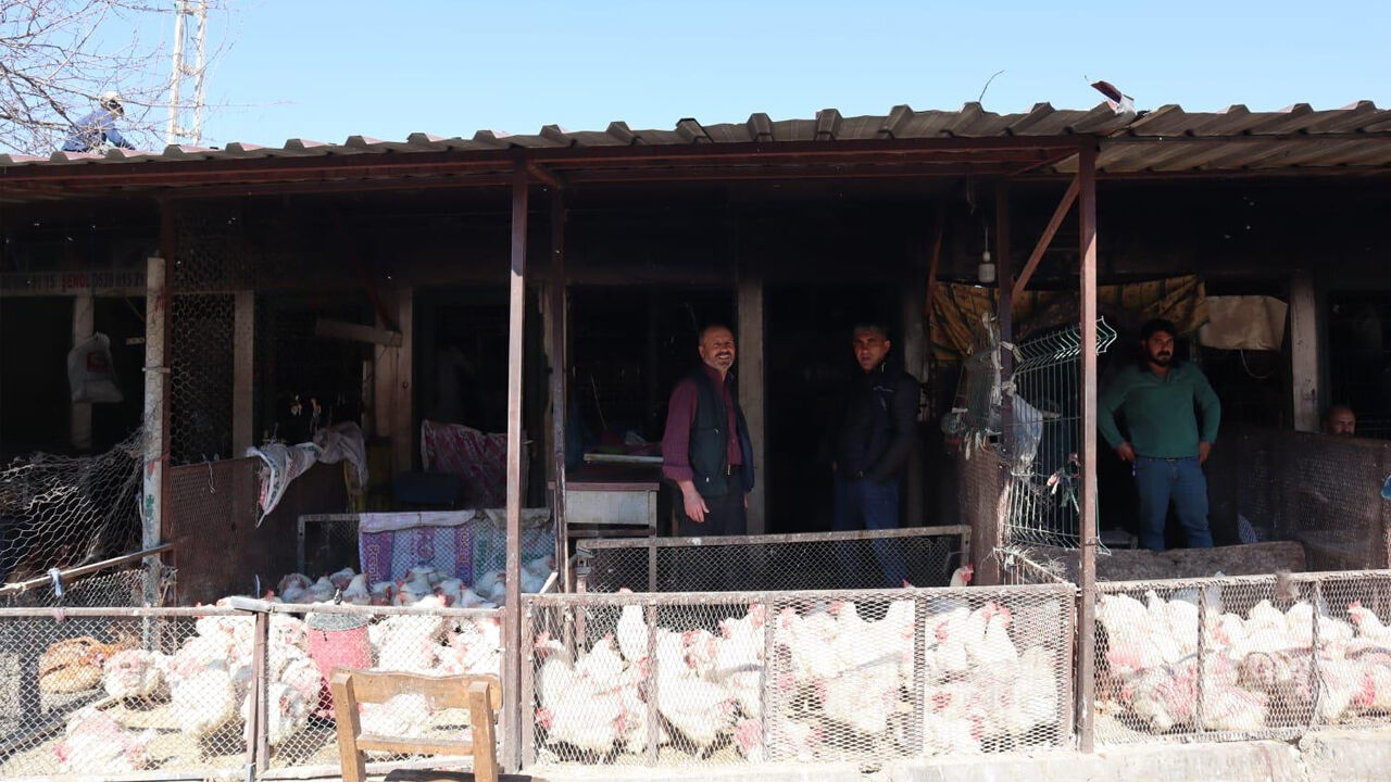 Kırmızı Et 800 Tl’ye Yükseldi, Vatandaş Çareyi Tavukta Buldu2