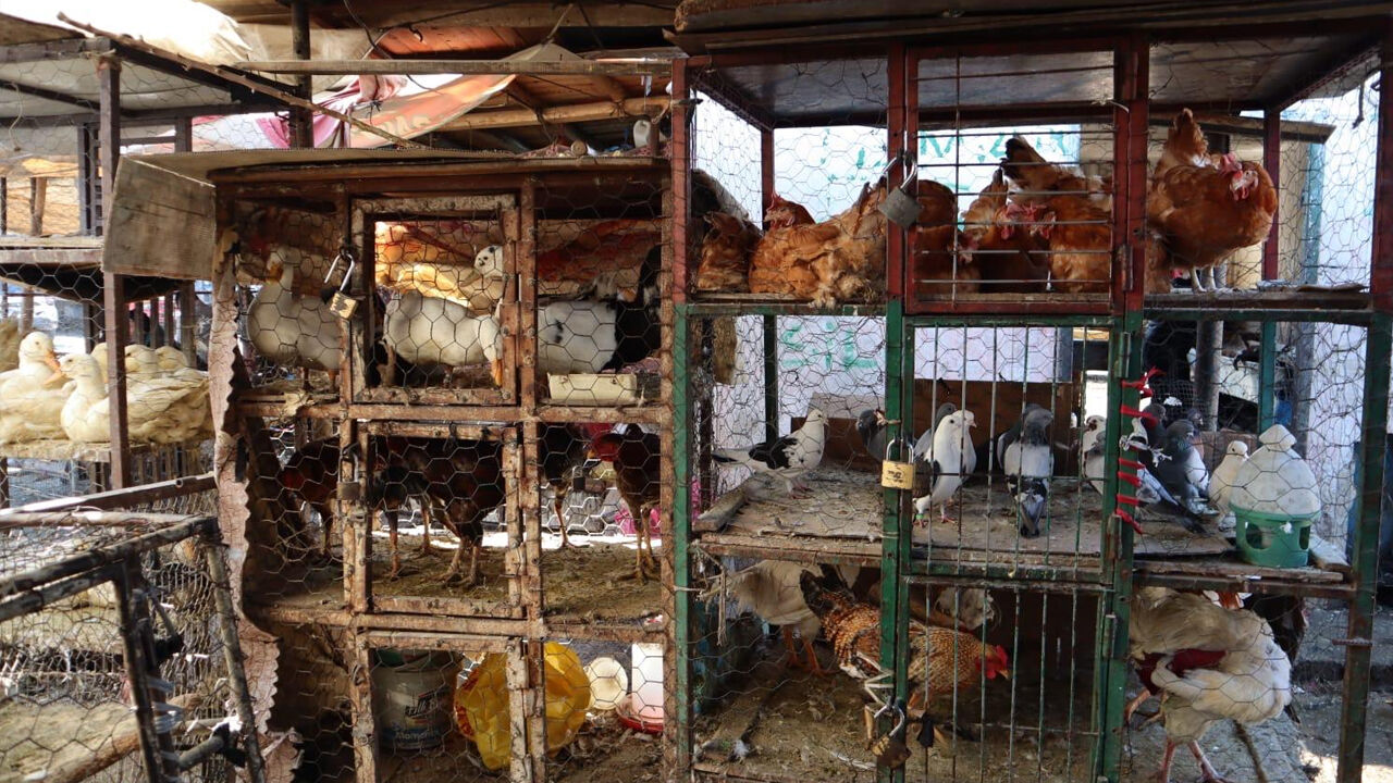 Kırmızı Et 800 Tl’ye Yükseldi, Vatandaş Çareyi Tavukta Buldu3