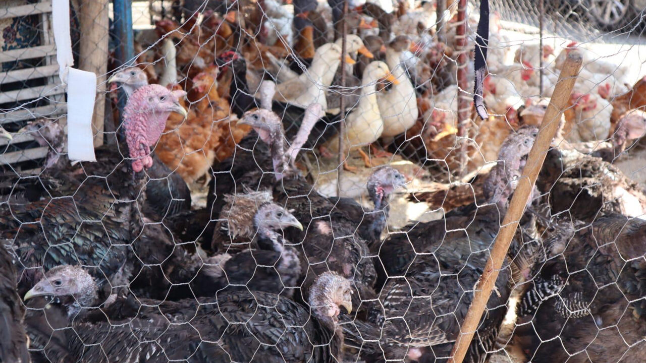 Kırmızı Et 800 Tl’ye Yükseldi, Vatandaş Çareyi Tavukta Buldu4