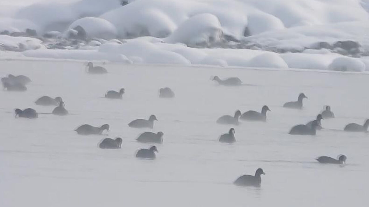 Van'da Kaz Gölü, Kuşların Mekânı Oldu1