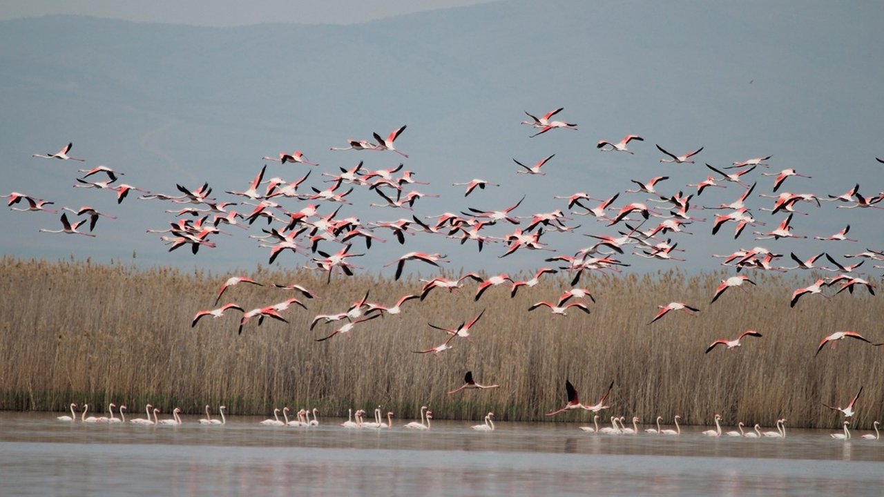 Afyonkarahisar'da Kuraklık Riski Altındaki Eber Gölü'nün Su Seviyesi, Son Dönemdeki Yağışların Etkisiyle Arttı.1