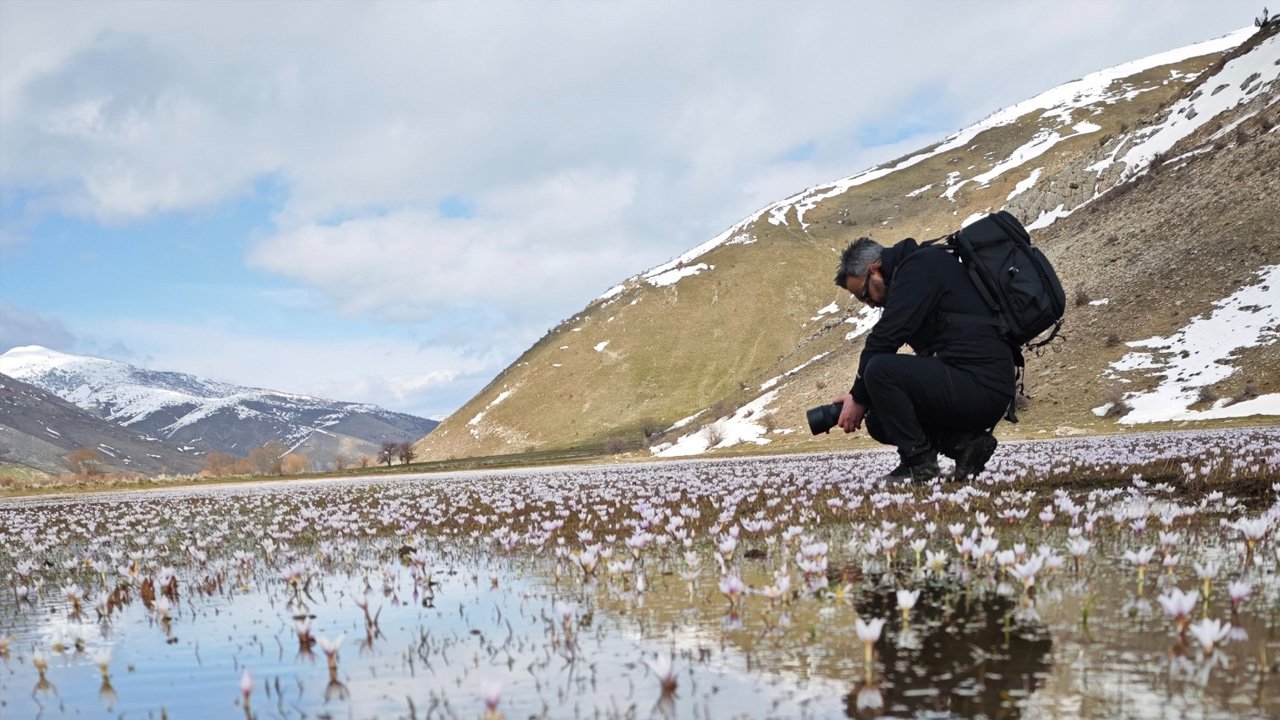 Baharın Sembolü Çiğdemlerden Görsel Şölen