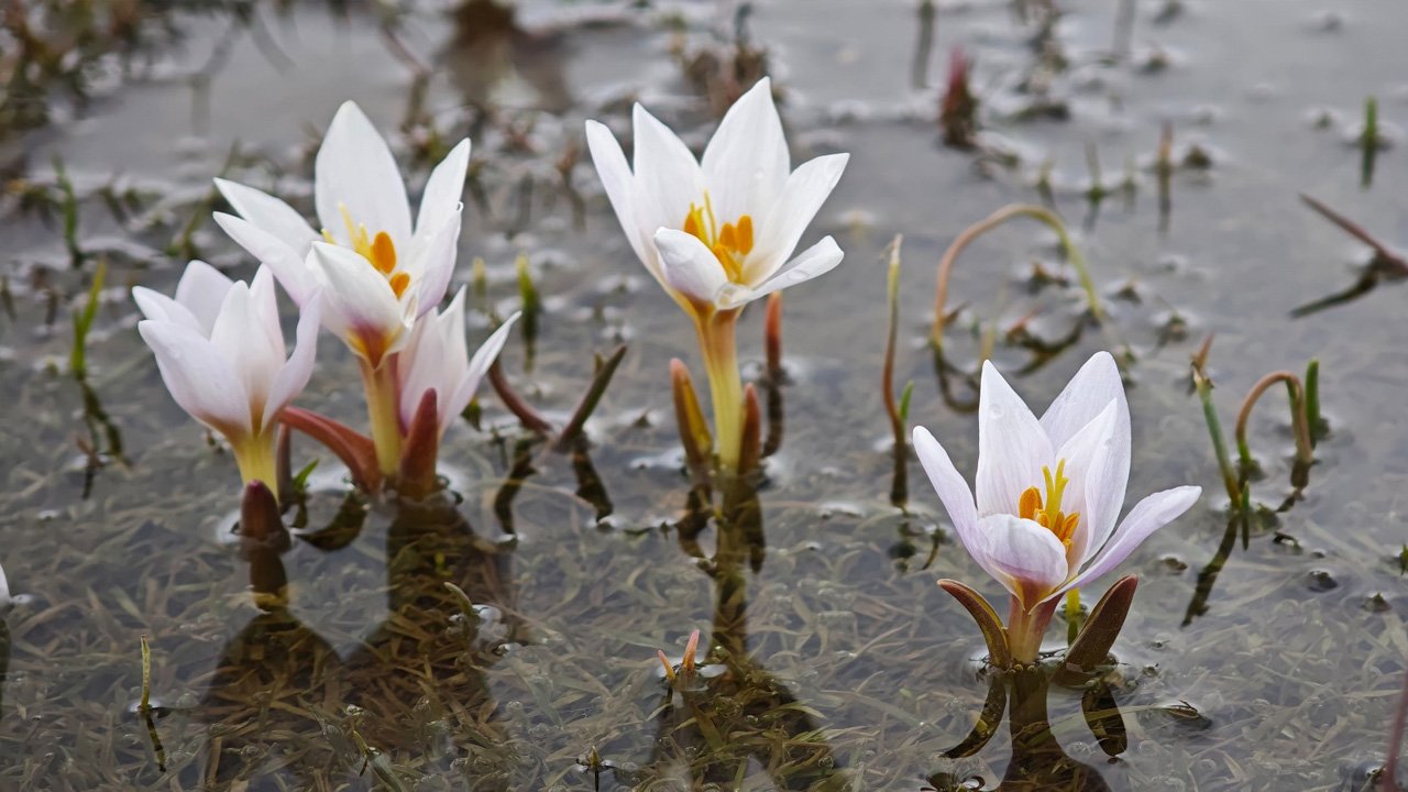 Baharın Sembolü Çiğdemlerden Görsel Şölen1
