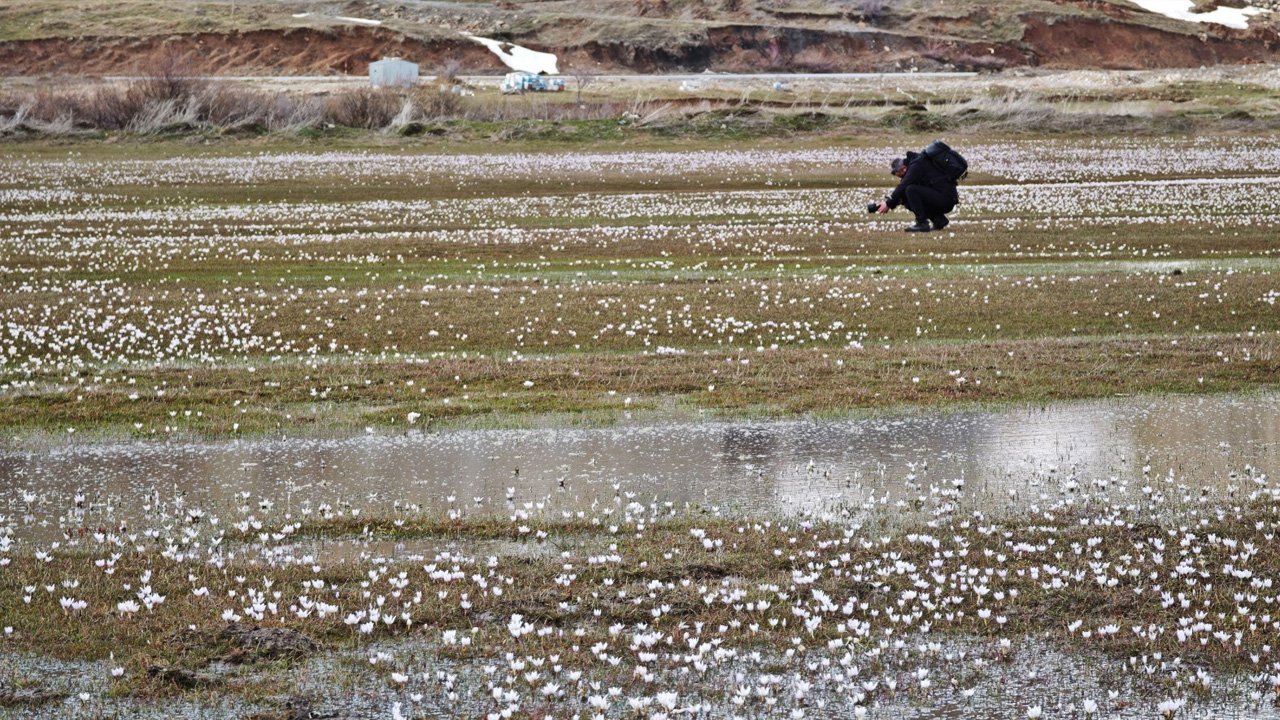 Baharın Sembolü Çiğdemlerden Görsel Şölen2