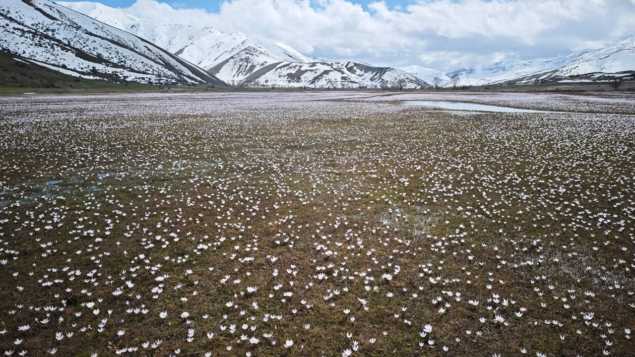 Baharın Sembolü Çiğdemlerden Görsel Şölen4