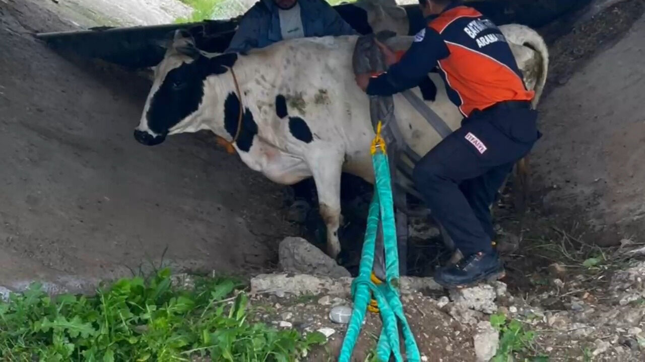 Batman'da Sulama Kanalında Mahsur Kalan 2 Inek Kurtarıldı1