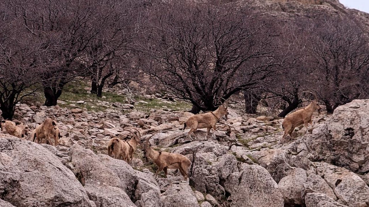 Diyarbakır Makam Dağı Eteklerinde Doğa Mucizesi3