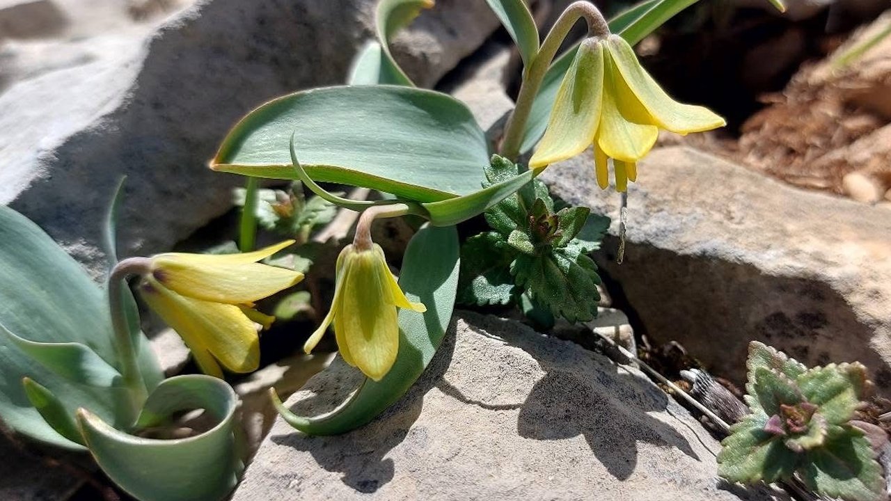 Diyarbakır’da Baharın Sembolü Ters Laleler Açtı1