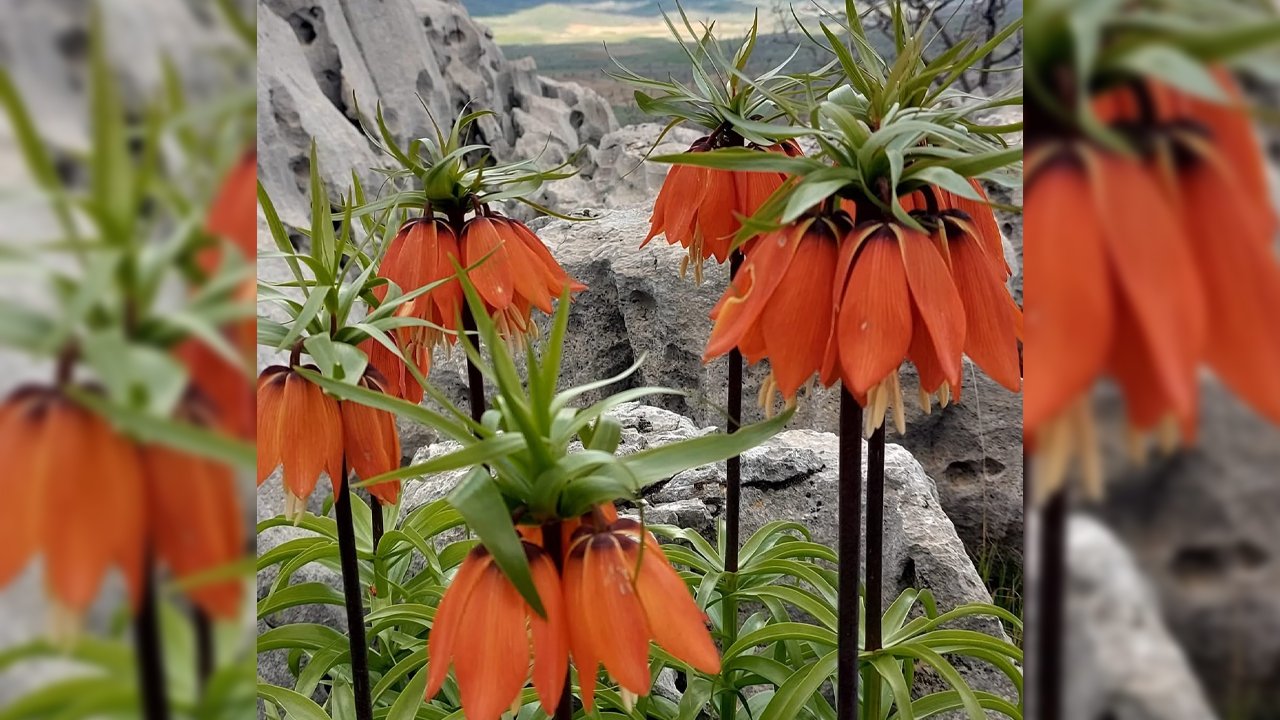 Diyarbakır'da Bu Çiçekleri Koparmanın Cezası 700 Bin Lira2