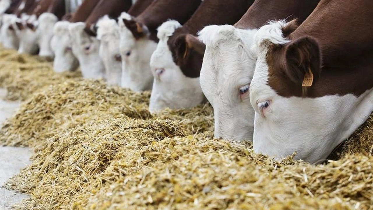 Diyarbakır’da Kurban Bayramı Öncesi Besiciler Isyanda1