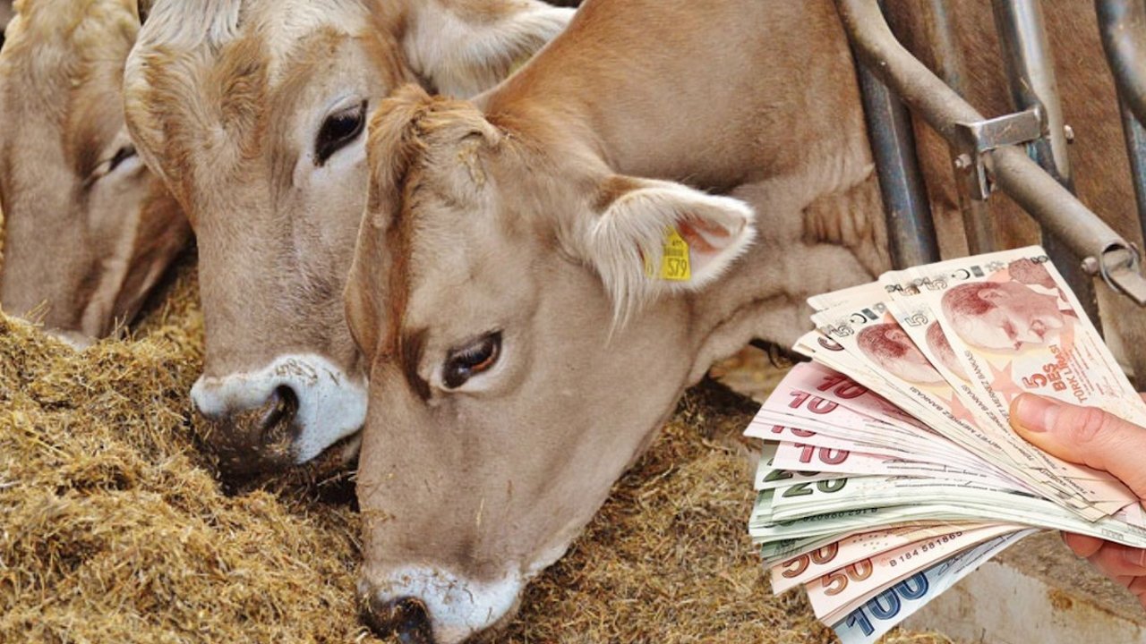 Diyarbakır’da Kurban Bayramı Öncesi Besiciler Isyanda2