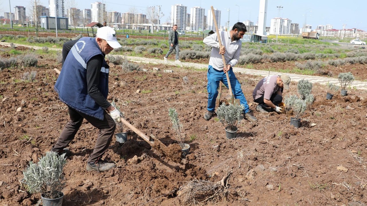 Diyarbakır’da Lavanta Mevsimi