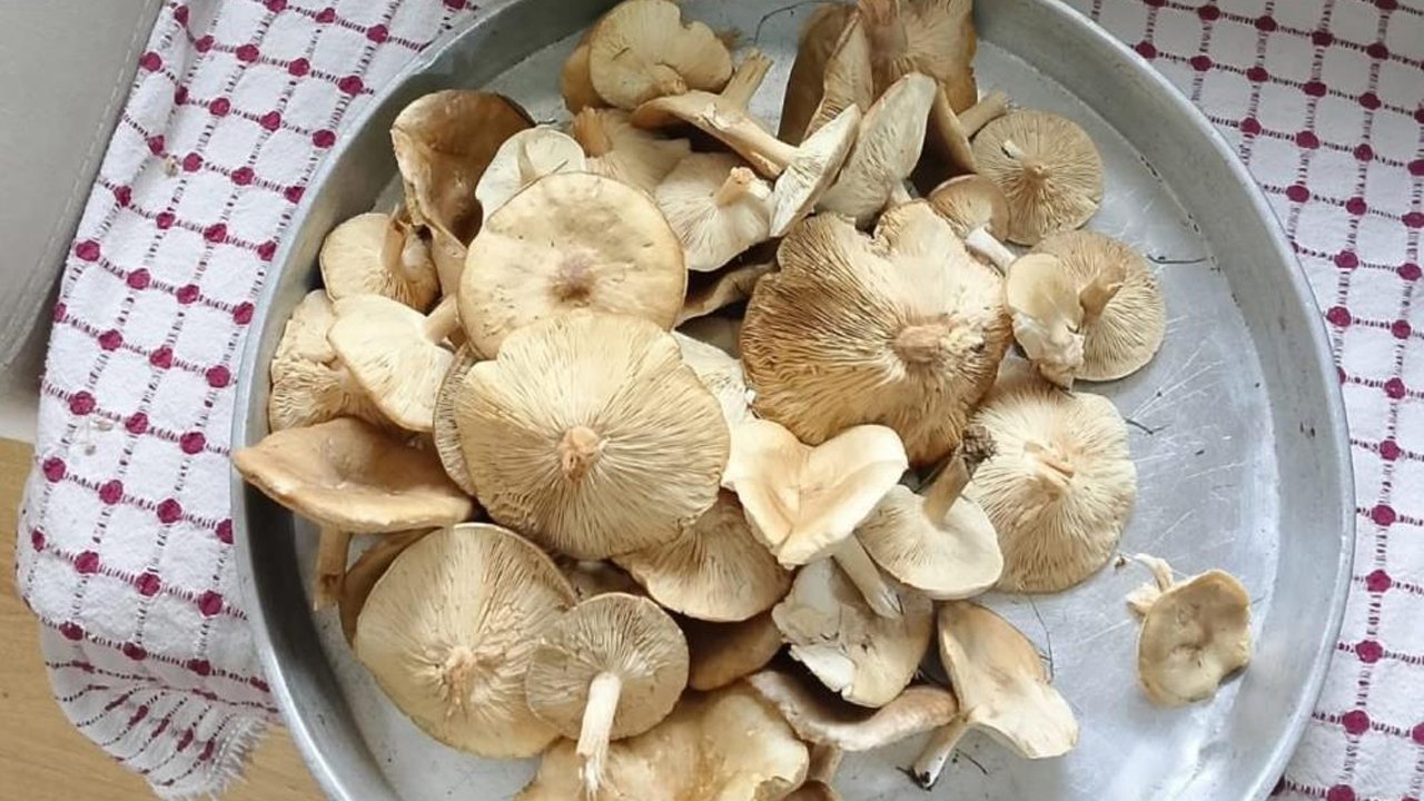 Diyarbakır’da Mantar Bereketi