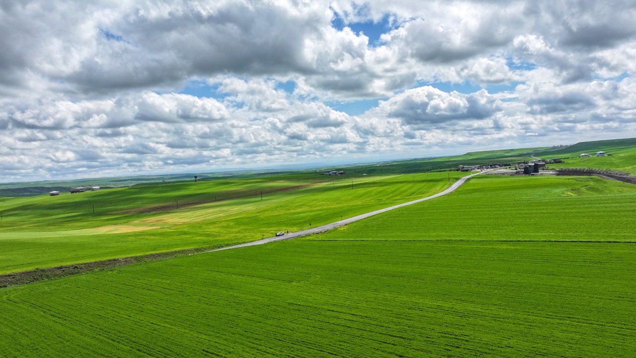 Diyarbakır'da Yağış, Buğdayda Yüksek Verim Beklentisini Artırdı