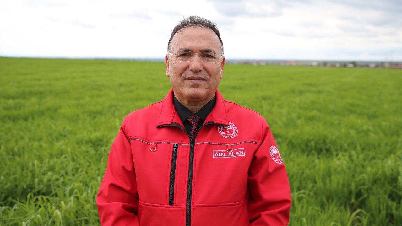 Diyarbakır'da Yağış, Buğdayda Yüksek Verim Beklentisini Artırdı3