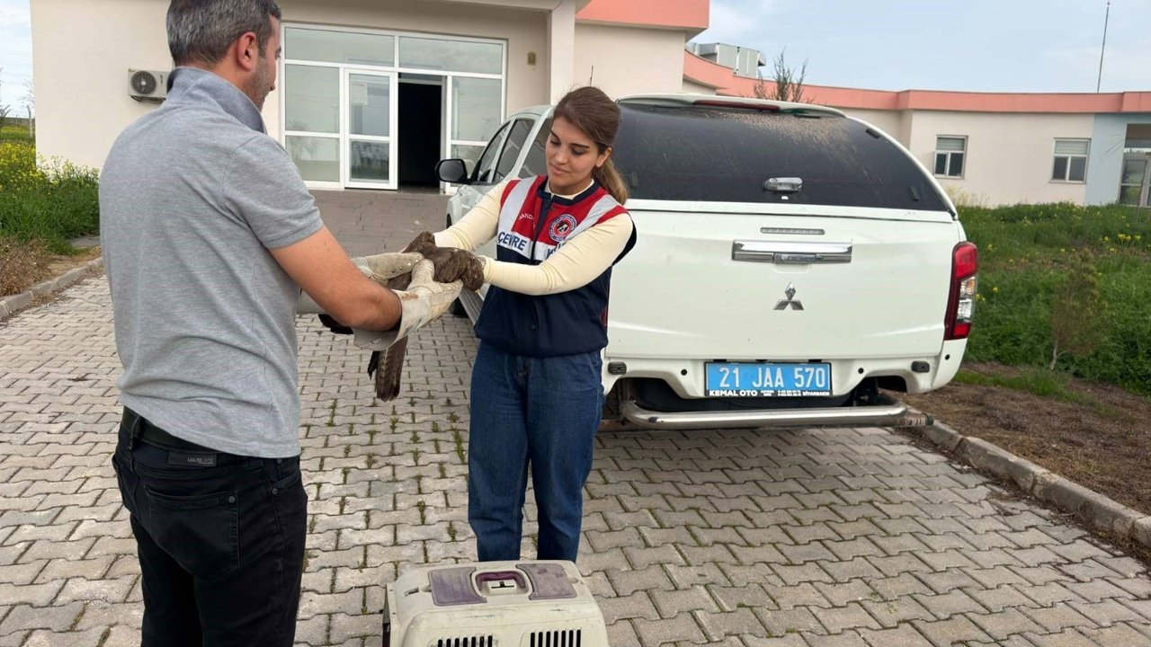 Diyarbakır'da Yaralı Şahin Tedavi Altına Alındı