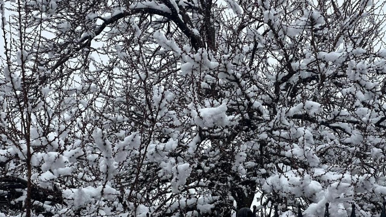 Malatya'da Kayısı Bahçeleri Kar Altında Kaldı